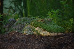 American-Alligator-1