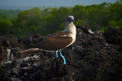 Blue-footed-Booby-Black-Turtle-Cove-Santa-Cruz-GJH