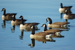 Canada-Geese-Guntersville-GJH