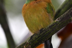 DSC_5045-Lessons-Motmot