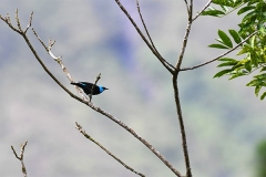 DSC_5185-Scarlet-thighed-Dacnis-1