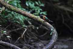 DSC_7086-Green-and-rufous-Kingfisher-male