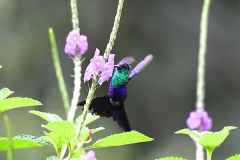 DSC_7978-Crowned-Woodnymph-male