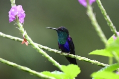 DSC_8025-Crowned-Woodnymph-male