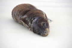 Galapagos-Sea-Lion-pup-GJH-1