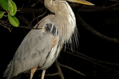 Great-Blue-Heron-Black-Turtle-Cove-Santa-Cruz-GJH-1