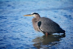 Great-Blue-Heron-Sebastian-GJH