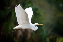 Great-Egret-Sebastian-GJH