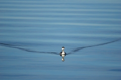 Horned-Grebe-Guntersville-GJH