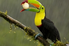 IMGP8310-Keel-billed-Toucan-eating-banana-1-1