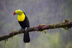 IMGP8343-Keel-billed-Toucan-in-the-rain-1