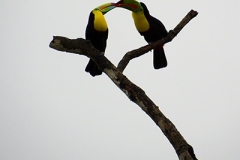 IMGP8524-Keel-billed-Toucan-pair