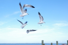 Laughing-Gulls-Sebastian-GJH