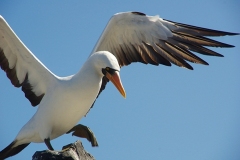 Nazca-Booby-Galapagos-Islands