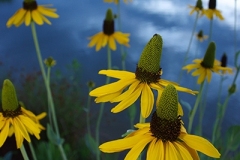 Railroad-Park-flowers-GJH