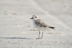 Snowy-Plover-Pelican-Island-AL