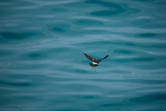 White-vented-Storm-Petrel-feeding-GJH