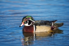 Wood-Duck-Railroad-Park-Birmingham-GJH